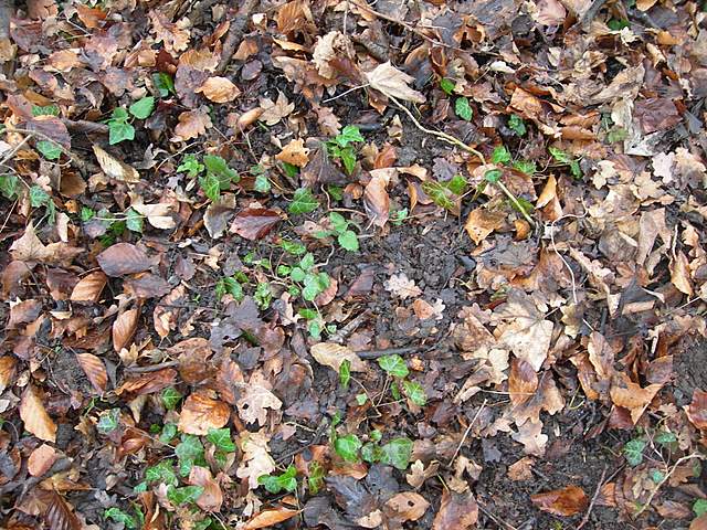 le  Specie  invernali  del  Leimental